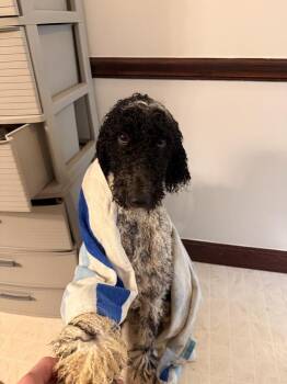 Poodle Dogs Available for Adoption - Bruno | PetCurious