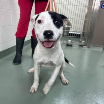 Pit Bull Terrier and Mixed Breed Dogs Available for Adoption in Lyndhurst, Virginia - Gooberella | PetCurious