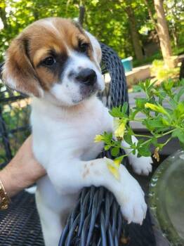 Tackle -  Terrier and Beagle Dog for Adoption in Pottstown, Pennsylvania - Tackle | PetCurious
