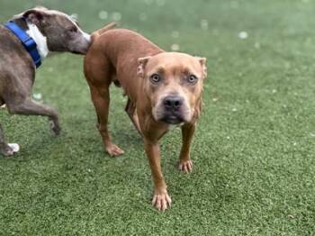 Caprese -  Mixed Breed Dog for Adoption in Gainesville, Florida - Caprese | PetCurious