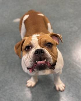 Cousin Lou -  English Bulldog and Pit Bull Terrier Dog for Adoption in Richmond, Virginia - Cousin Lou | PetCurious
