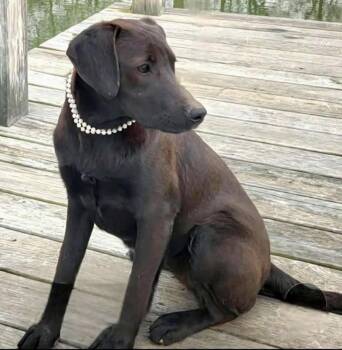 Labradoodle and Mixed Breed Dogs Available for Adoption - Mocha | PetCurious