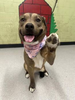 German Shepherd Dog and American Staffordshire Terrier Dogs Available for Adoption in Indianapolis, Indiana - TEAL | PetCurious