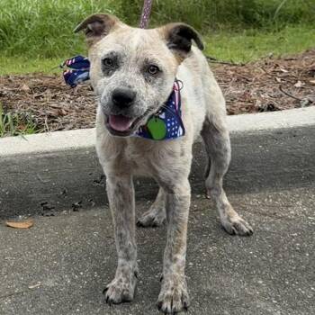 Sasha -  Cattle Dog and Jack Russell Terrier Dog for Adoption in New Orleans, Louisiana - Sasha | PetCurious