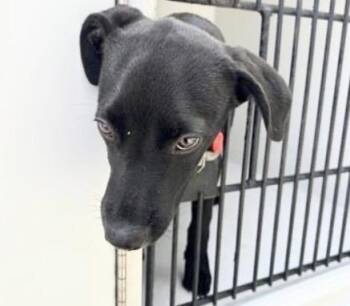 Labrador Retriever and Mixed Breed Dogs Available for Adoption in Houston, Texas - A654659 | PetCurious