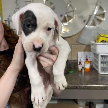Oreo -  Pit Bull Terrier and Mixed Breed Dog for Adoption in Eureka Springs, Arkansas - Oreo | PetCurious