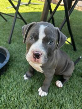 JP  aka John Paul -  American Staffordshire Terrier Dog for Adoption in San Diego, California - JP  Aka John Paul | PetCurious