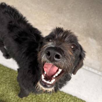 Stanley -  Poodle and Mixed Breed Dog for Adoption in Cody, Wyoming - Stanley | PetCurious