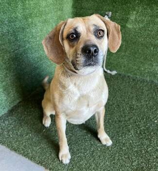 Beagle Dogs Available for Adoption in Los Angeles, California - Dixie - Bonded Pair | PetCurious