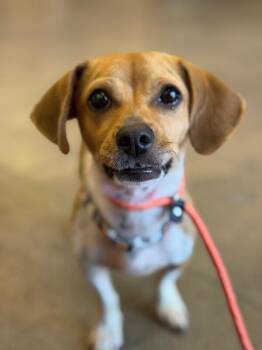 Bruno-One of our Amazing Rescue Dogs -  Chihuahua and Dachshund Dog for Adoption in Carlsbad, California - Bruno-One Of Our Amazing Rescue Dogs | PetCurious