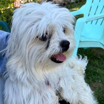 Mixed Breed Dogs Available for Adoption in Fredericksburg, Virginia - Sethany | PetCurious