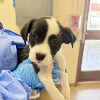 Kou -  Terrier Dog for Adoption in San Antonio, Texas - Kou | PetCurious