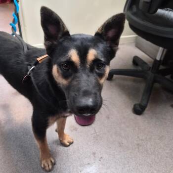Mookie -  Shepherd Dog for Adoption in Pasadena, California - Mookie | PetCurious