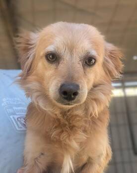Dachshund and Spaniel Dogs Available for Adoption in Ramona, California - Twin | PetCurious