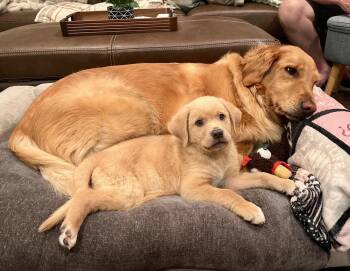 Jalen -  Golden Retriever and Labrador Retriever Dog for Adoption in Greenlawn, New York - Jalen | PetCurious