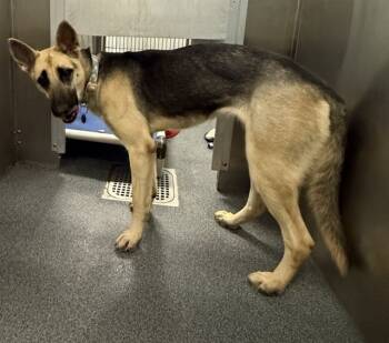 Rescue Mixed Breed Dogs for Adoption in Dallas, Texas - DALLAS | PetCurious