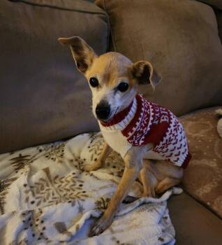 Chihuahua Dogs Available for Adoption - Harper | PetCurious