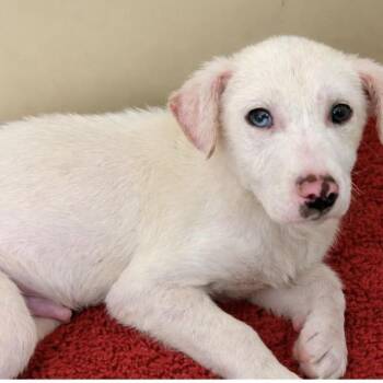 Shepherd and Husky Dogs Available for Adoption - Atlas | PetCurious