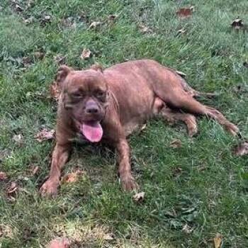 Judy -  Mixed Breed Dog for Adoption in Winston-salem, North Carolina - Judy | PetCurious