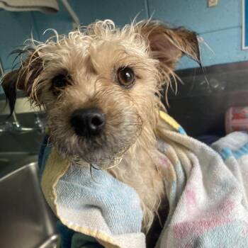 Mixed Breed Dogs Available for Adoption in Providence, Rhode Island - Lia | PetCurious