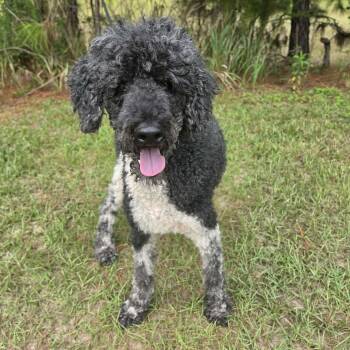 Finley -  Poodle Dog for Adoption in Foley, Alabama - Finley | PetCurious