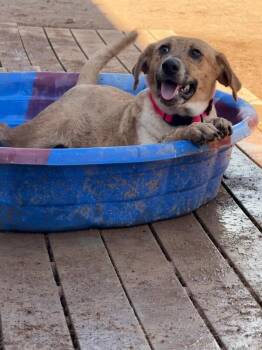 Bubbles -  Mixed Breed Dog for Adoption in Hobbs, New Mexico - Bubbles | PetCurious