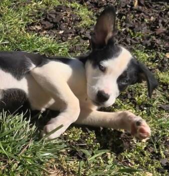 Siberian Husky and Mixed Breed Dogs Available for Adoption - Amy | PetCurious