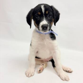780 (2026) Wanda -  German Shorthaired Pointer and Mixed Breed Dog for Adoption in Parker, Colorado - 780 (2026) Wanda | PetCurious