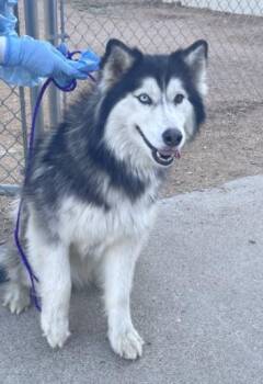 Siberian Husky Dogs Available for Adoption - ROSIE | PetCurious