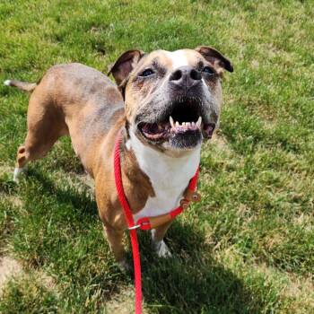 Frannie -  Boxer Dog for Adoption in Fort Wayne, Indiana - Frannie | PetCurious