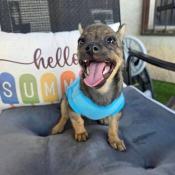 Vinny Whale OS NV -  Chihuahua and Mixed Breed Dog for Adoption in Las Vegas, Nevada - Vinny Whale OS NV | PetCurious