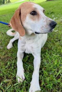May (aka Maybelle) -  Hound Dog for Adoption in Washington, District Of Columbia - May (aka Maybelle) | PetCurious