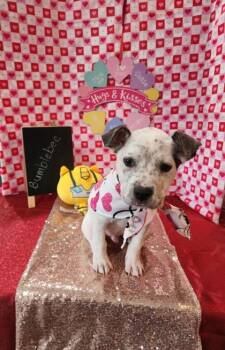 Mixed Breed Dogs Available for Adoption - Bumblebee | PetCurious