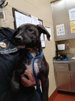 Reed -  Mixed Breed Dog for Adoption in Douglasville, Georgia - Reed | PetCurious