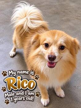 Rico -  Pomeranian and Chihuahua Dog for Adoption in Cedarburg, Wisconsin - Rico | PetCurious
