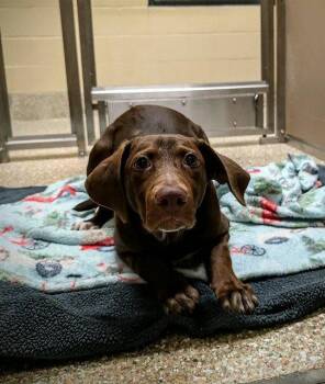 TOOTSIE -  Labrador Retriever Dog for Adoption in Clyde, North Carolina - TOOTSIE | PetCurious