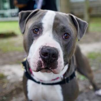 Marvin -  Pit Bull Terrier Dog for Adoption in Hampton Bays, New York - Marvin | PetCurious