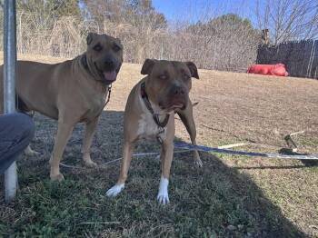 American Staffordshire Terrier Dogs Available for Adoption in Ocala, Florida - ODIE | PetCurious