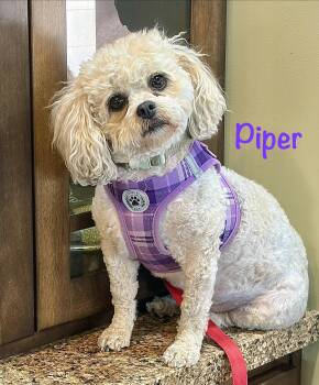 Piper - WI -  Maltese and Bichon Frise Dog for Adoption in Albert Lea, Minnesota - Piper - WI | PetCurious