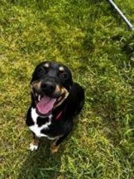 Willy -  Mixed Breed Dog for Adoption in Potsdam, New York - Willy | PetCurious