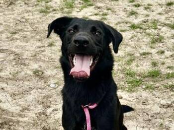 Mixed Breed Dogs Available for Adoption in Georgetown, Texas - Blackjack | PetCurious