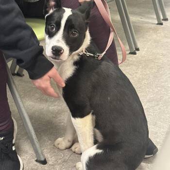 Mixed Breed Dogs Available for Adoption - Audrey | PetCurious