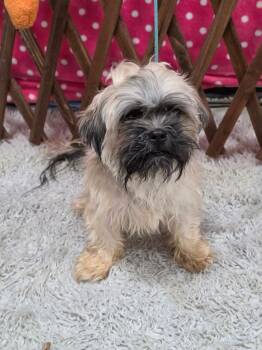 Alani -  Shih Tzu Dog for Adoption - Alani | PetCurious