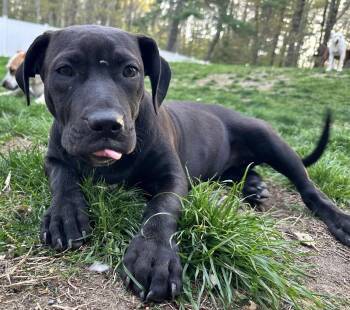 Pit Bull Terrier Dogs Available for Adoption in Pembroke, Massachusetts - Elaine | PetCurious