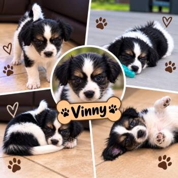Vinny -*Available 10/24*Chino Hills Location -  Papillon and Chihuahua Dog for Adoption in Chino Hills, California - Vinny -*Available 10/24*Chino Hills Location | PetCurious