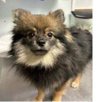 Boots -  Pomeranian and Mixed Breed Dog for Adoption in Tampa, Florida - Boots | PetCurious