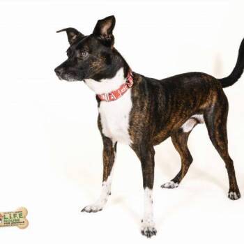 Simba 5661 D -  Rat Terrier and Mixed Breed Dog for Adoption in Frankfort, Kentucky - Simba 5661 D | PetCurious