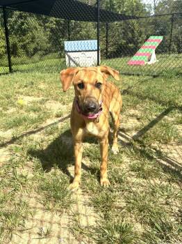 Broadway -  Mountain Cur Dog for Adoption in Shepherdsville, Kentucky - Broadway | PetCurious