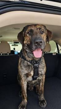 Oso -  German Shepherd Dog and Mastiff Dog for Adoption in Little Rock, Arkansas - Oso | PetCurious