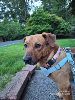 Foster -  Beagle and Dachshund Dog for Adoption in Salem, Oregon - Foster | PetCurious